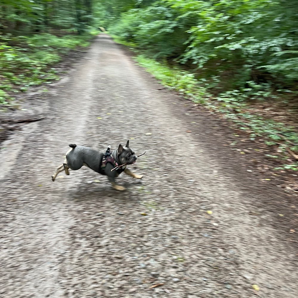 Hundetreffen-Gassirunde in Frankfurt-Profilbild
