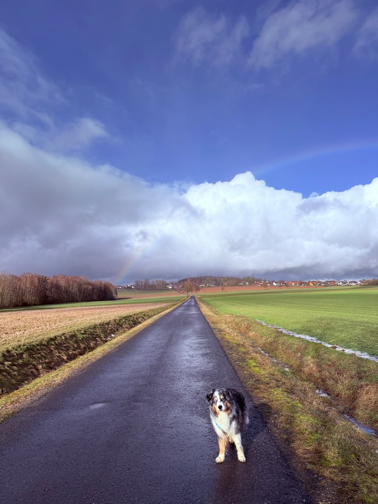 Hundetreffen-Gemeinsame Spaziergänge-Profilbild