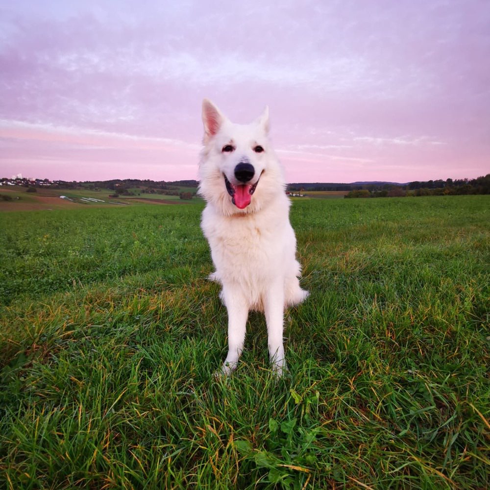 Hundetreffen-Spielrunde oder Gassirunde-Profilbild