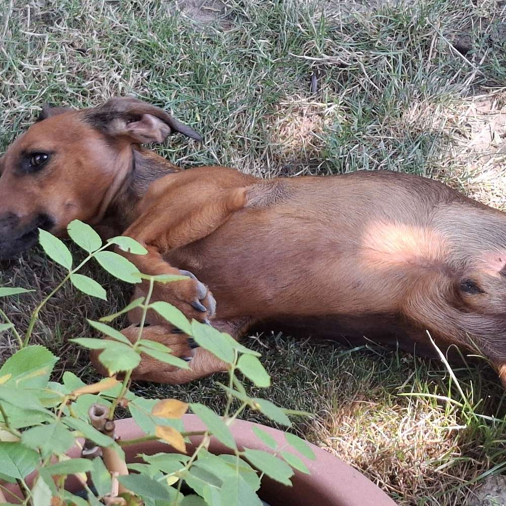 Hundetreffen-Gassirunde-Profilbild