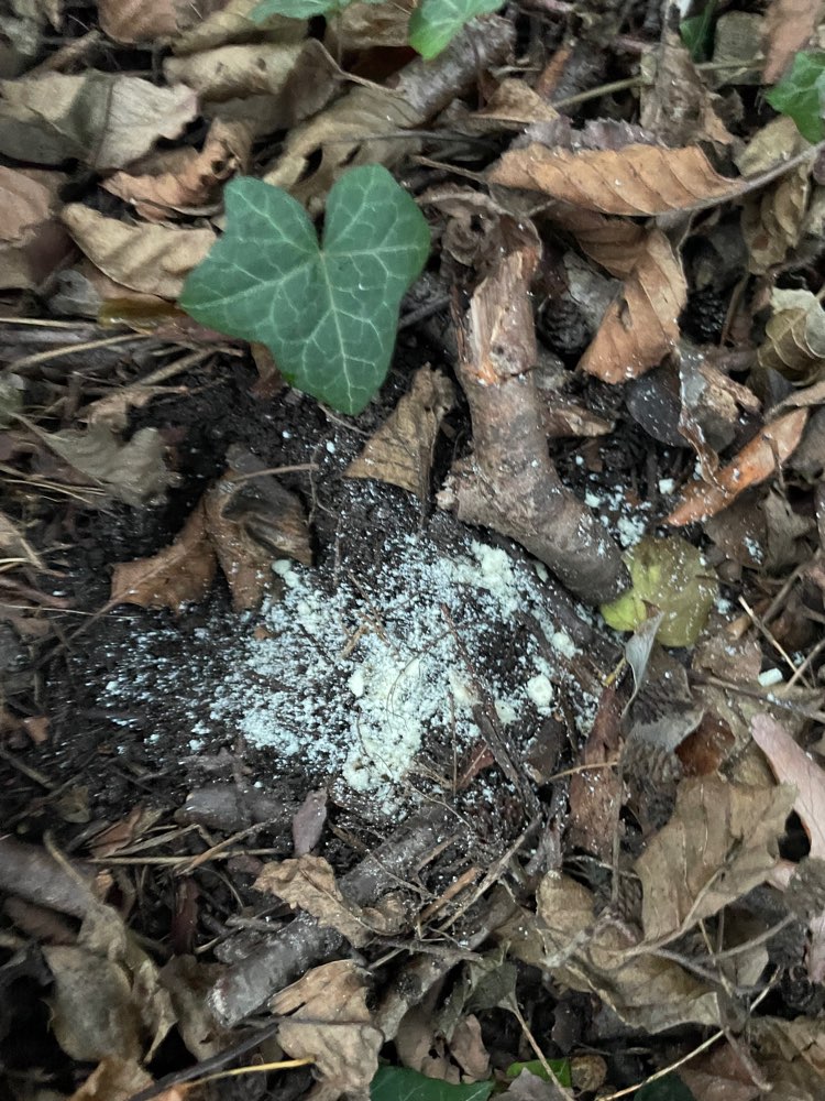 Giftköder-Weiß / graues Pulver-Profilbild