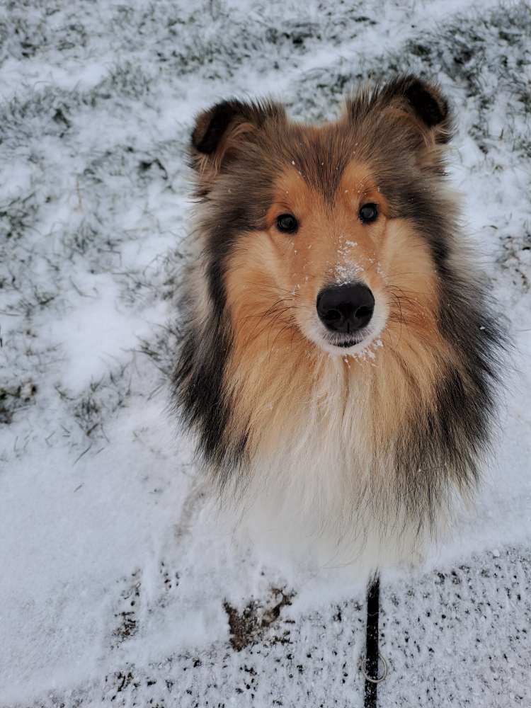 Hundetreffen-Neue Hundefreunde finden-Profilbild