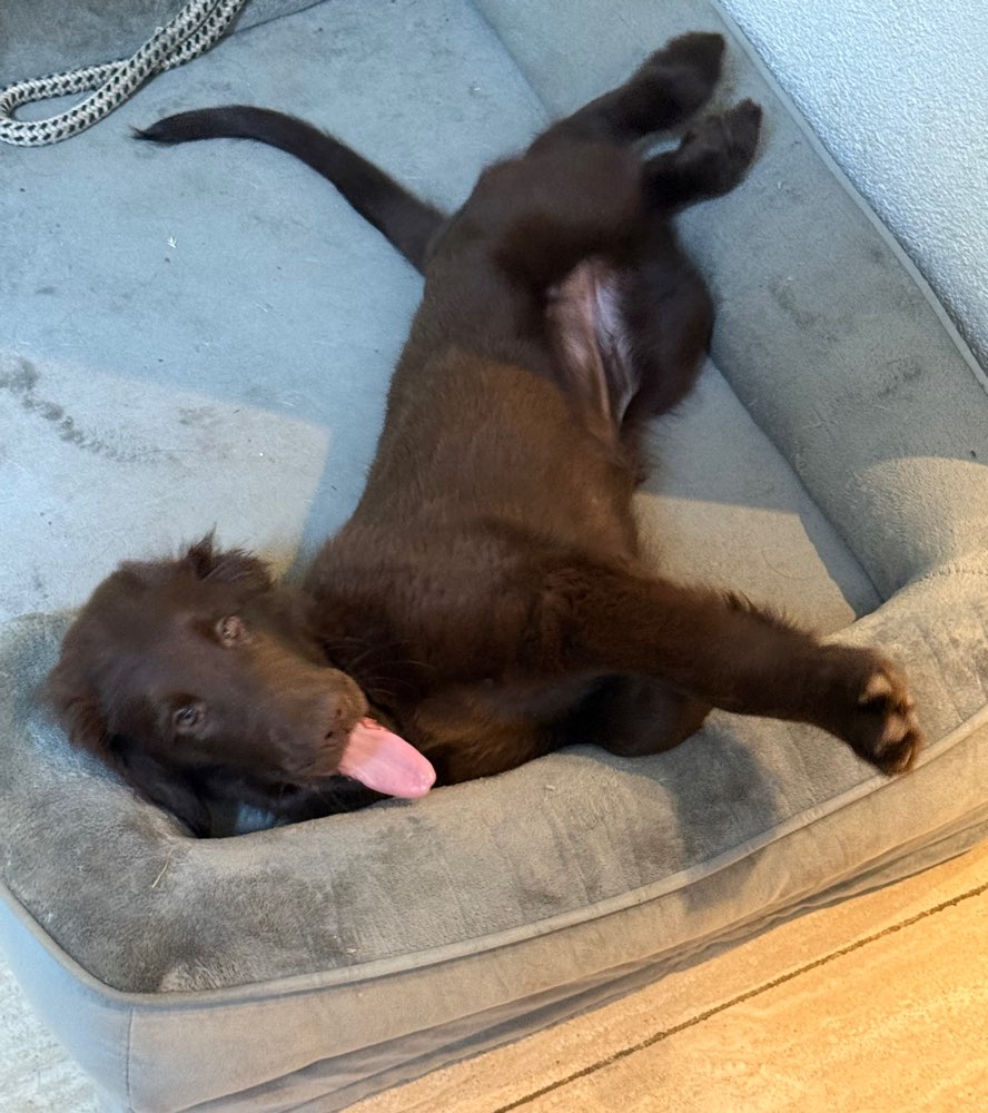 Hundetreffen-Welpentreffen am Bodensee-Profilbild