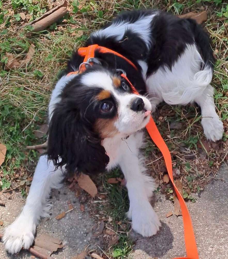 Hundetreffen-Spaziergang an der liesing-Profilbild