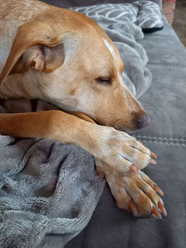 Hundetreffen-Gassirunde-Profilbild