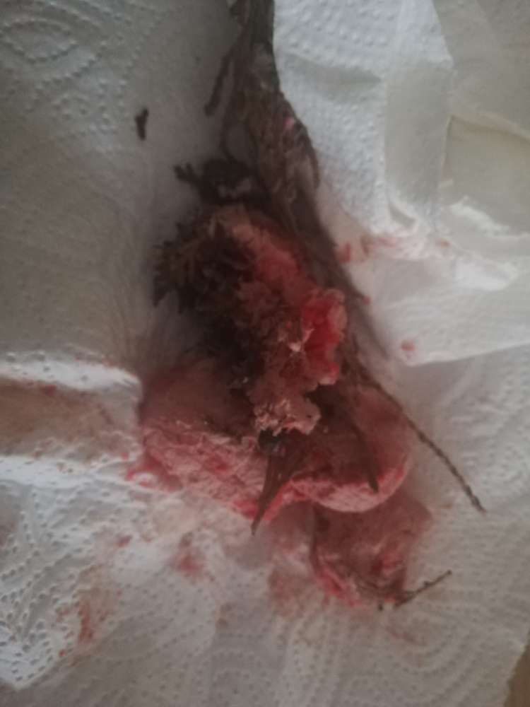 Giftköder-Rattengift-Profilbild