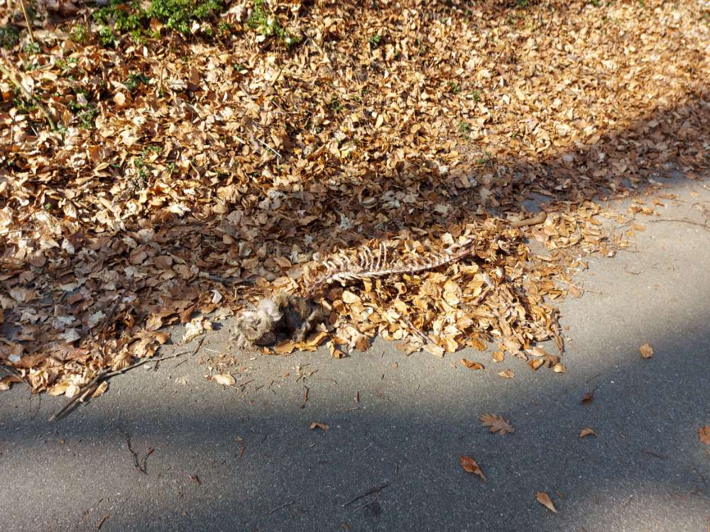 Giftköder-Kadaver-Profilbild