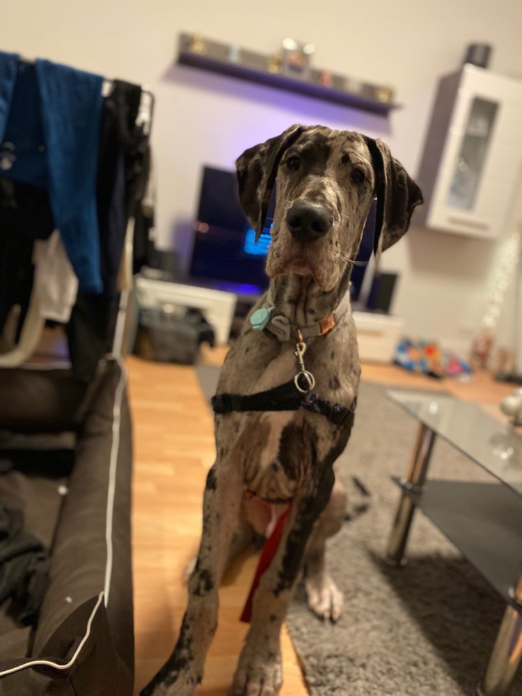 Hundetreffen-Spielkameraden gesucht für ares-Profilbild