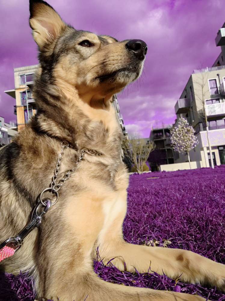 Hundetreffen-HundeDame sucht passenden GassiKumpel-Profilbild
