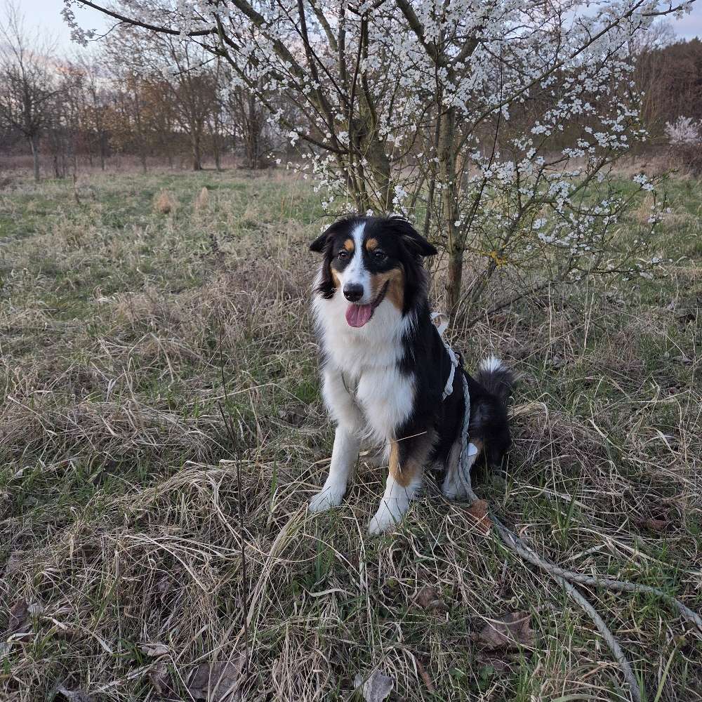 Hundetreffen-Gassi und Spielfreund gesucht-Profilbild