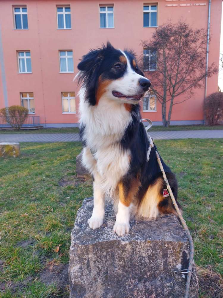 Hundetreffen-Spielfreude gesucht-Profilbild