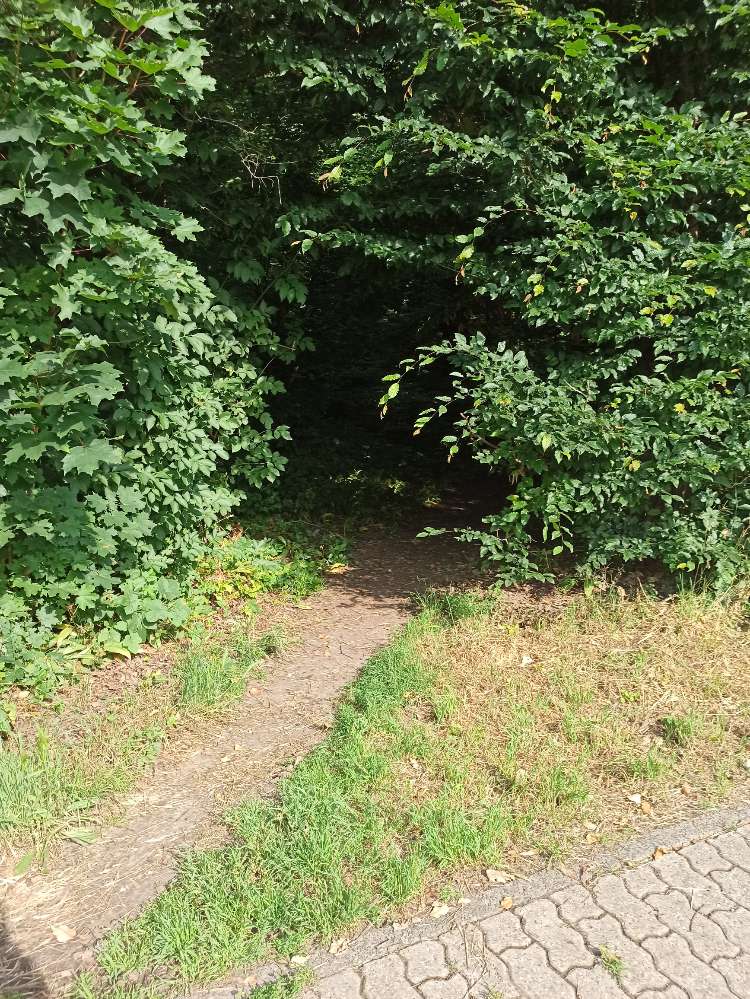 Giftköder-Prozessionsspinner-Profilbild