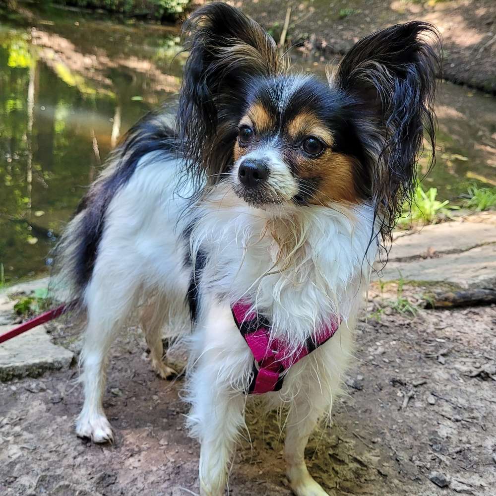 Hundetreffen-Gemeinsamer Spaziergang und Spiel-Profilbild