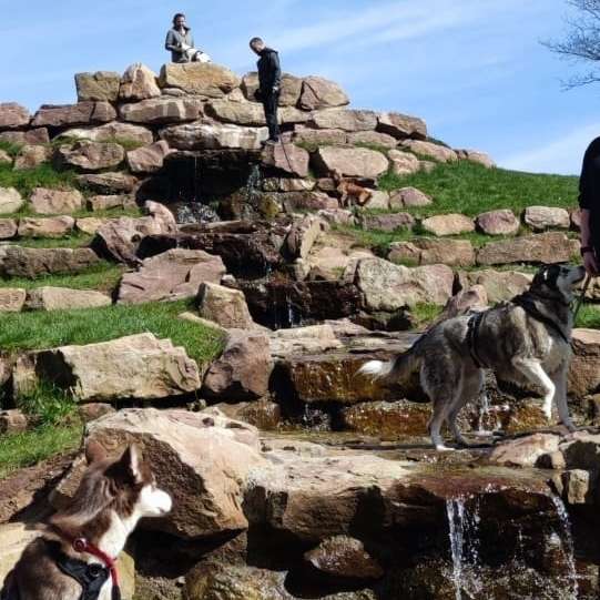 Hundetreffen-Hundetreff Freudenstadt WhatsApp Gruppe 🐶-Profilbild