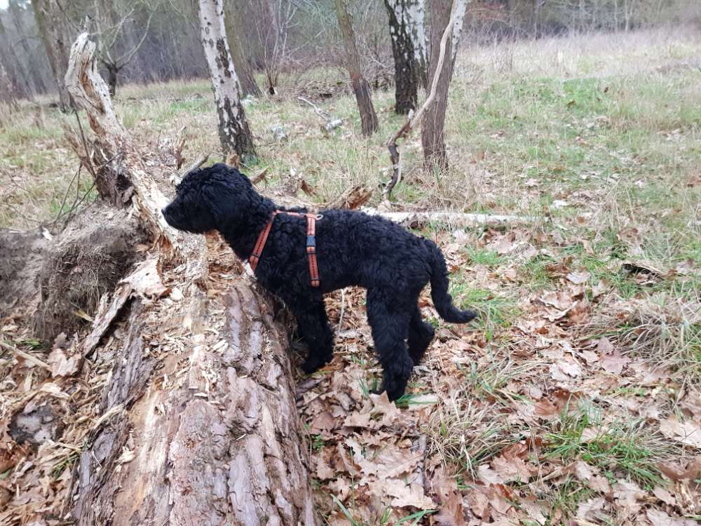 Hundetreffen-Spielpartner für Momo-Profilbild