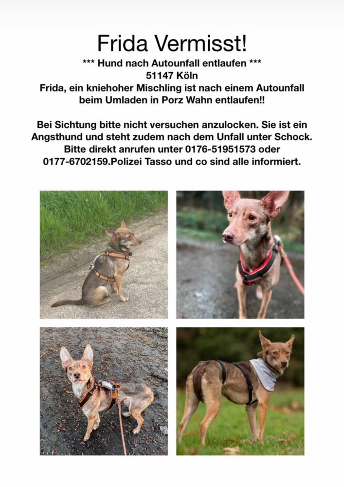 Suchmeldung-Frida-Profilbild