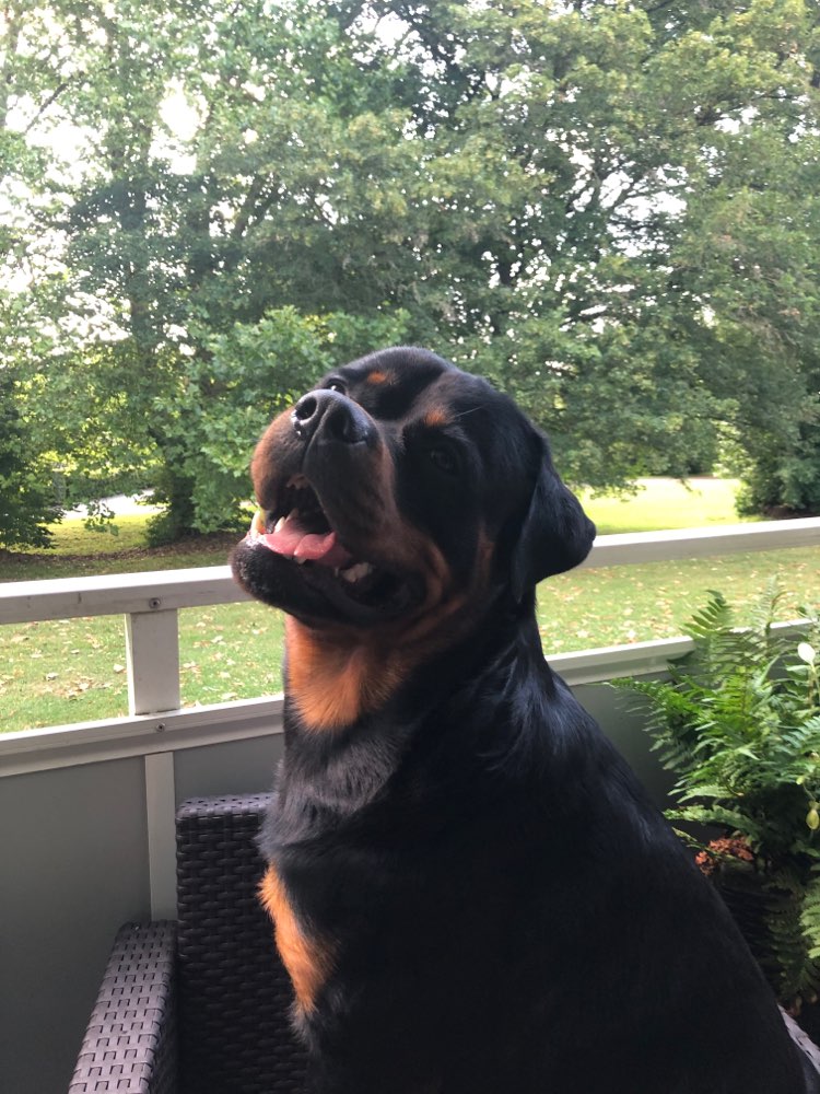 Hundetreffen-Großer Junghund sucht Spielpartner-Profilbild