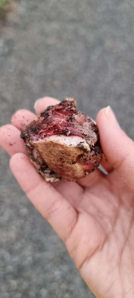 Giftköder-Knochen gefunden !!-Profilbild