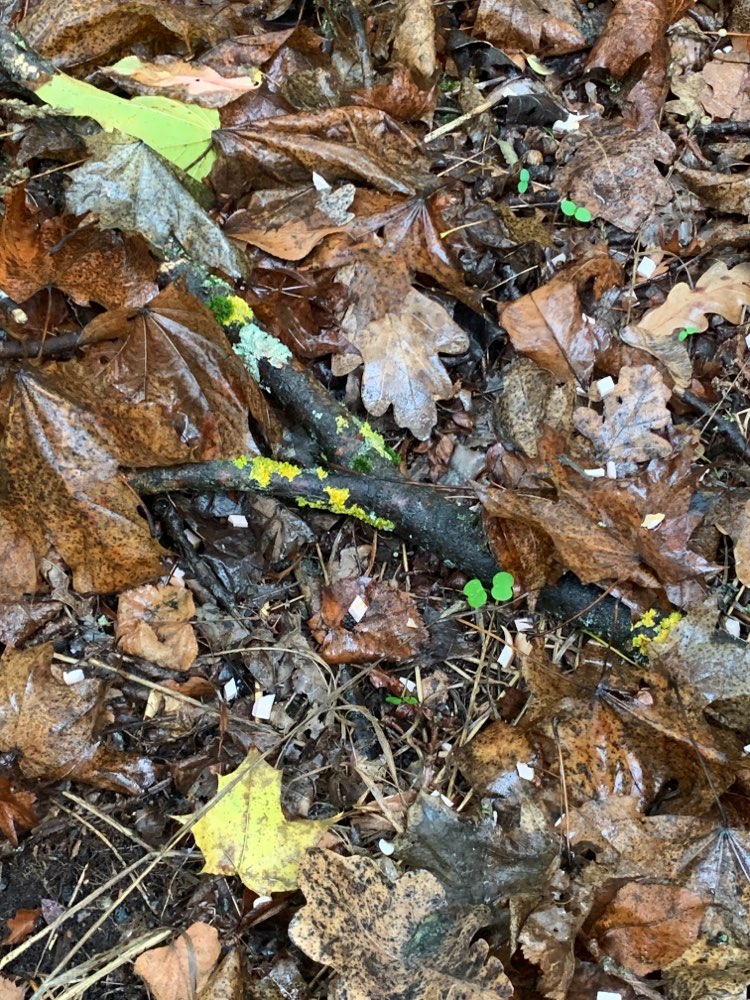 Giftköder-Anfütterung Giftköder-Profilbild