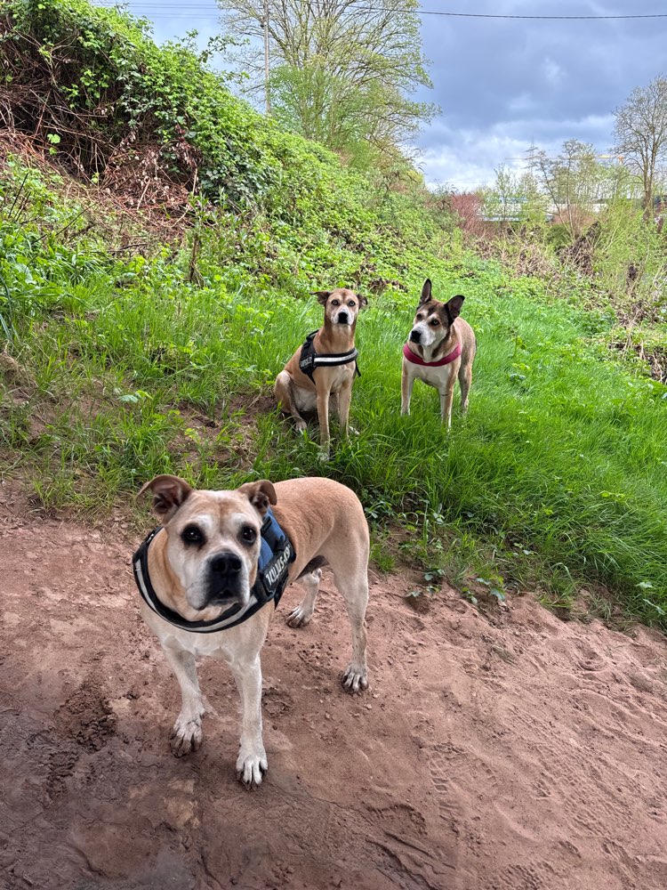 Hundetreffen-Gassirunde mit meinen zwei 🐶🐶&mir🙋‍♂️-Profilbild