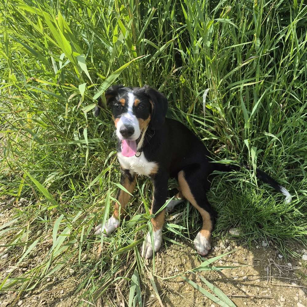 Hundetreffen-Welpentreffen-Profilbild