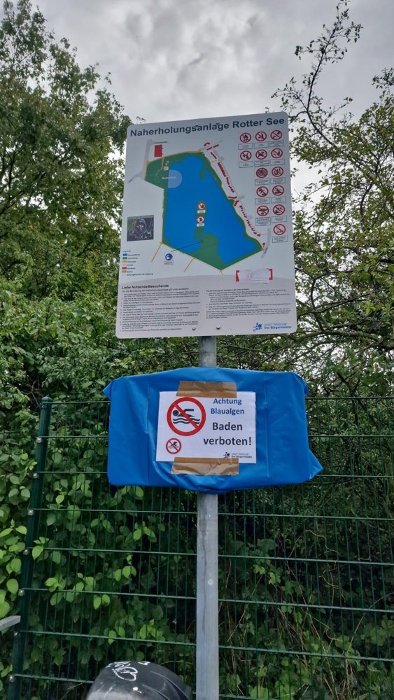 Giftköder-Blaualgen im Rotter See-Profilbild