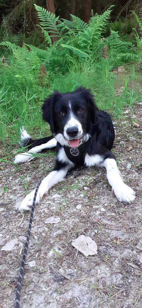 Hundetreffen-Sozialkontakt-Profilbild