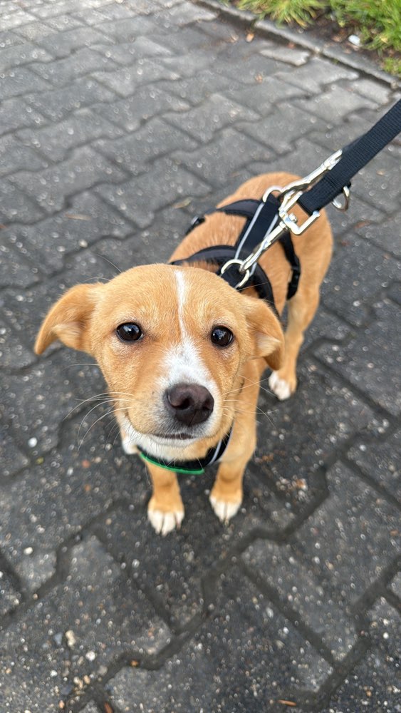 Hundetreffen-Gassi treffen-Profilbild