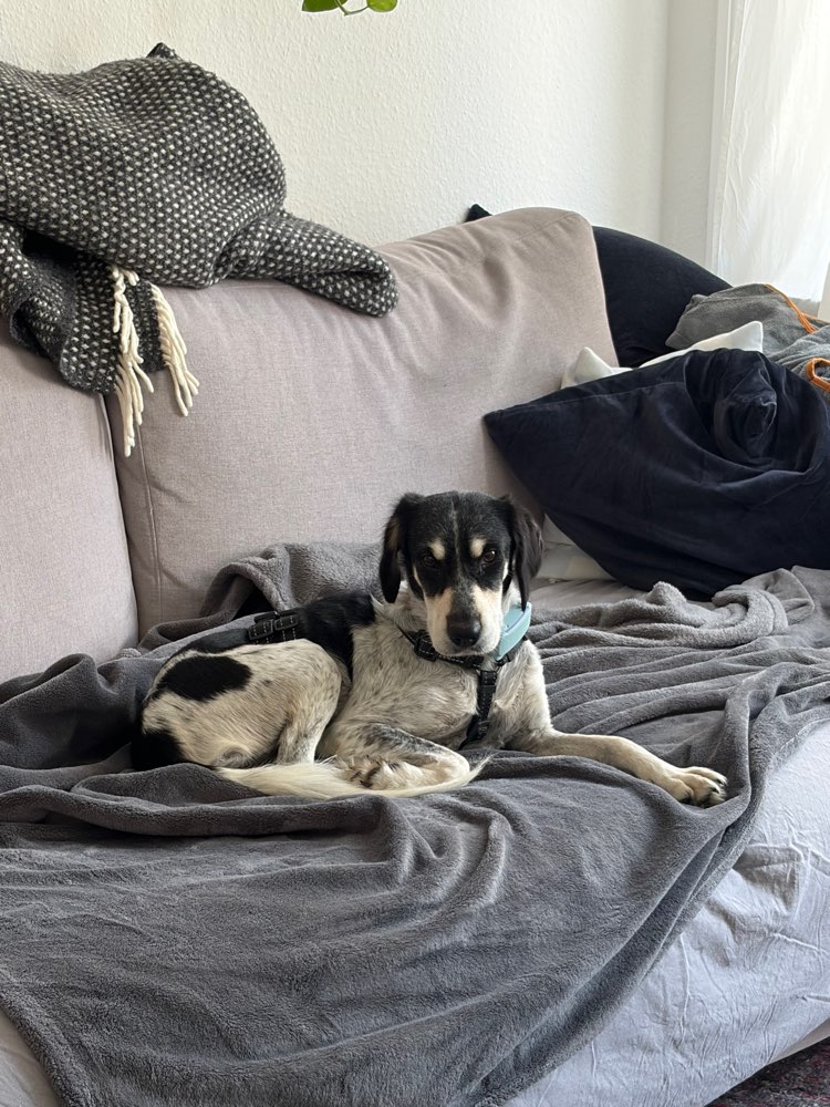 Hundetreffen-Austausch Eingewöhnungszeit Tierschutzhund gesucht-Profilbild