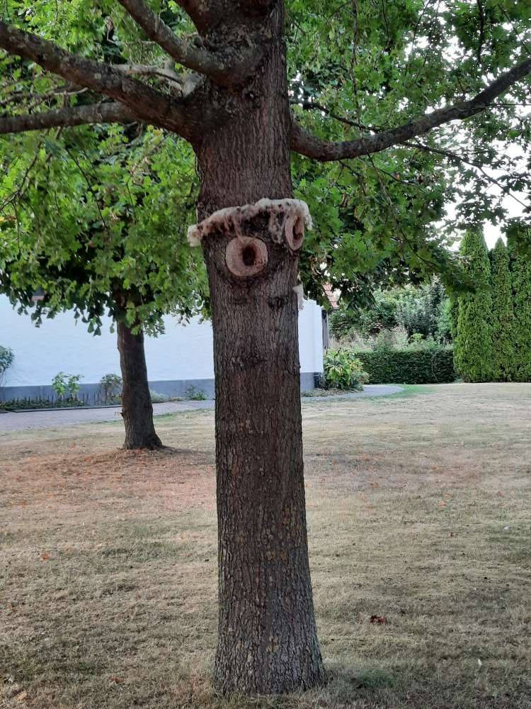 Giftköder-Eichenprozessionsspinner-Profilbild