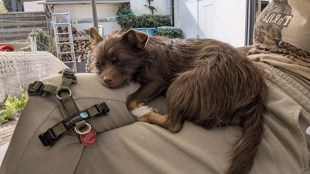 Hundetreffen-Hund sozialisieren-Profilbild