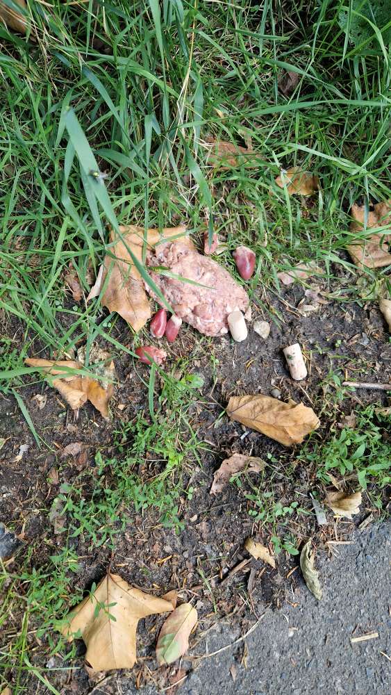 Giftköder-Vermutlich Giftköder-Profilbild