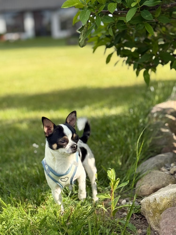 Hundetreffen-Social Walk mit Peanut🥜🐾-Profilbild
