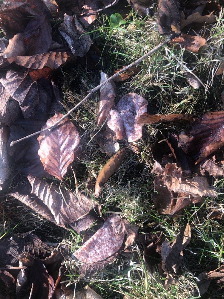 Giftköder-Präparierte Salami-Profilbild