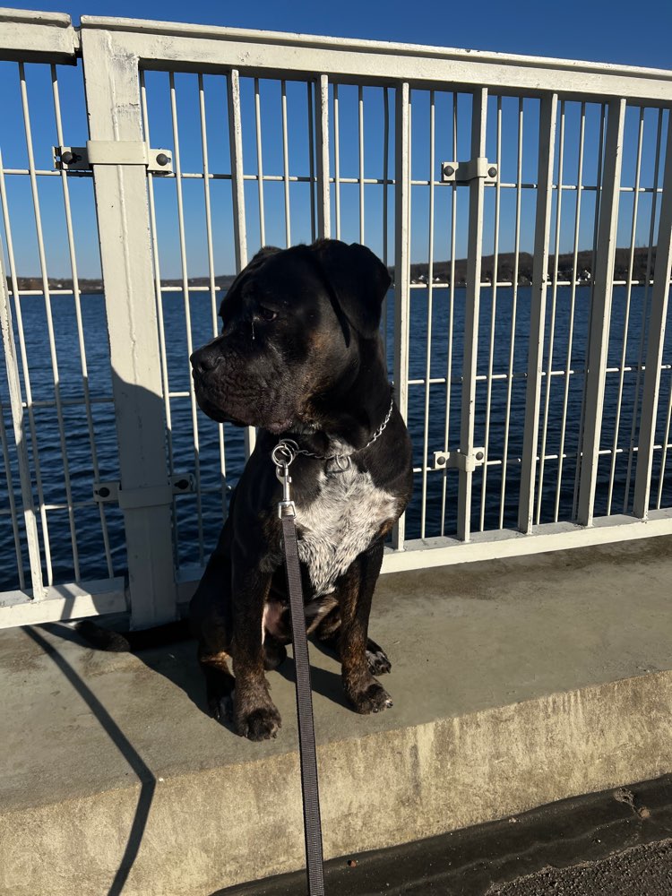 Hundetreffen-Spielfreunde gesucht für Hundegarten-Profilbild