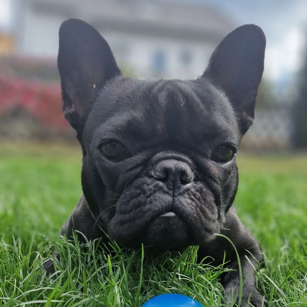 Hundetreffen-Hundefreunde in Schwaig zum Spielen und spazieren gehen gesucht-Profilbild