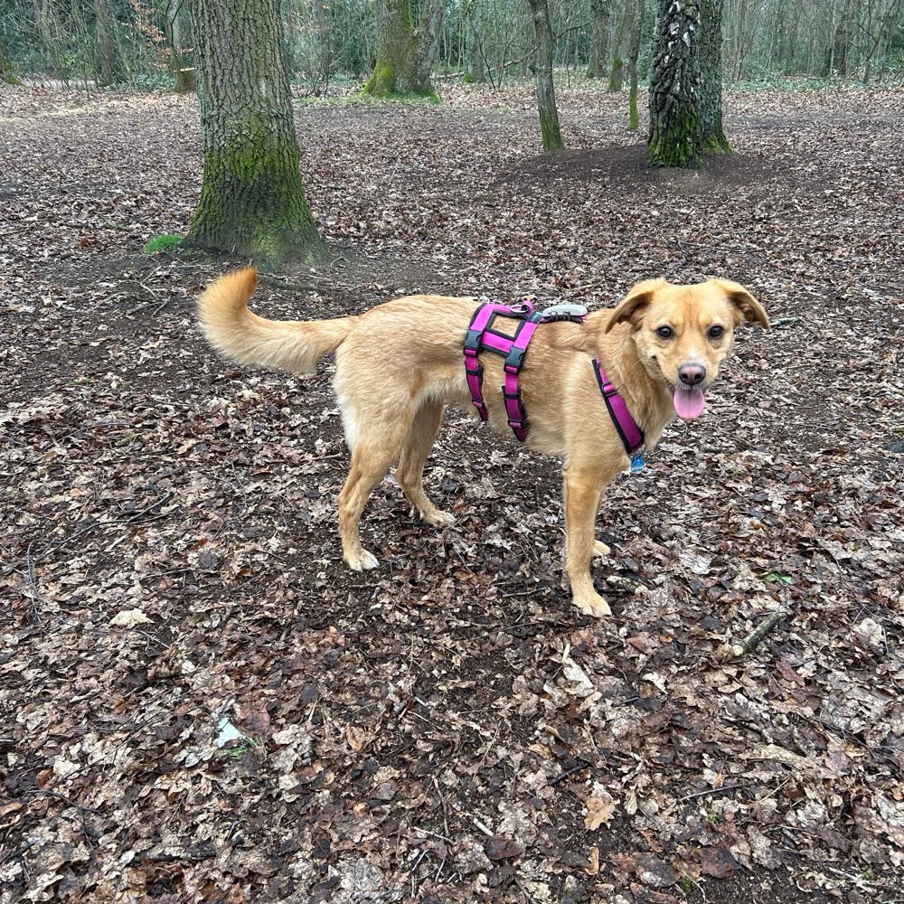 Hundetreffen-Gassigehen und Spielen mit unsicherer Junghündin-Profilbild
