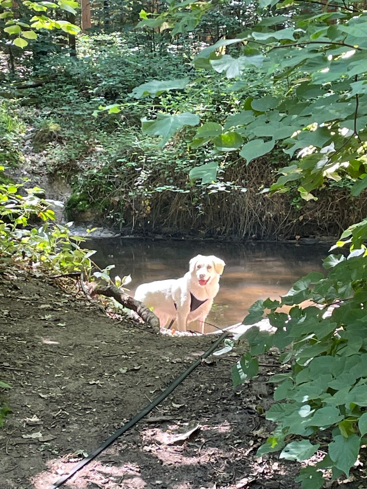 Hundetreffen-Gassirunde-Profilbild