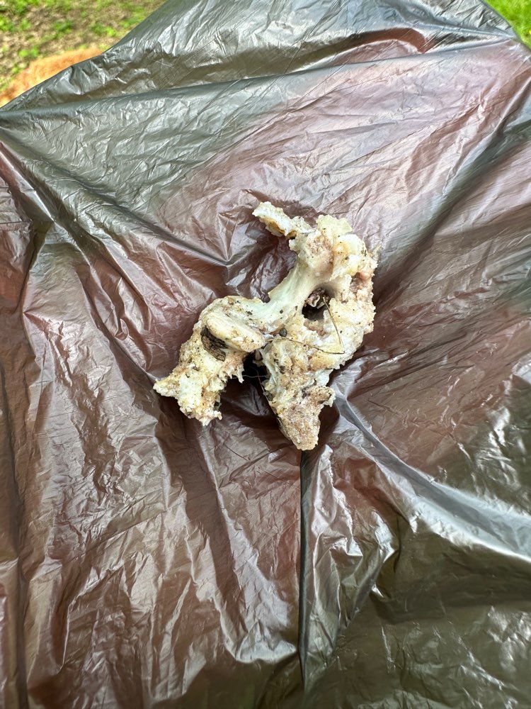 Giftköder-Knochen im Wananas-Park-Profilbild