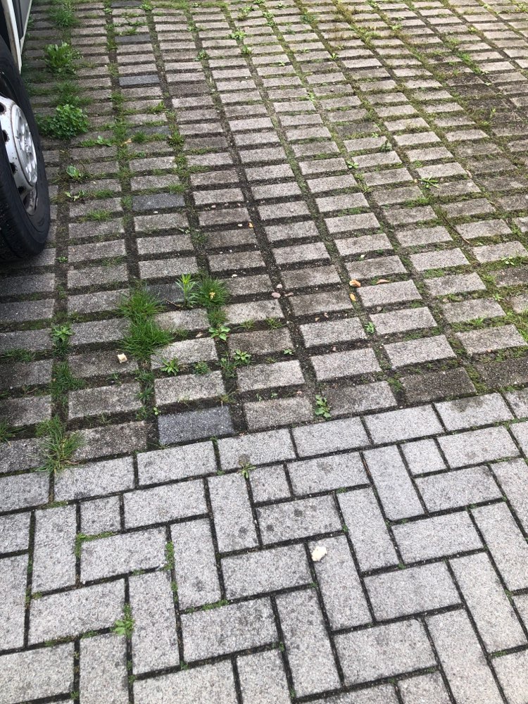 Giftköder-Mögliche Giftköder seit einigen Wochen-Profilbild