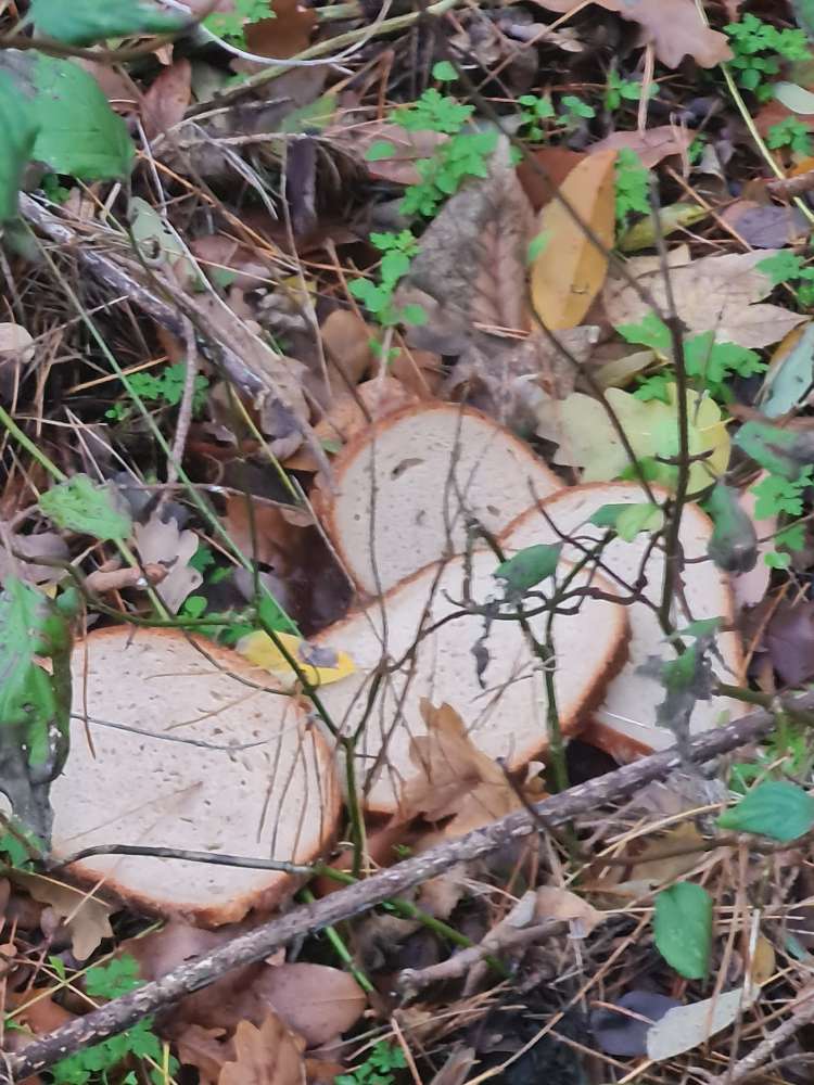 Giftköder-Ausgelegtes Brot am Waldfriedhof-Profilbild