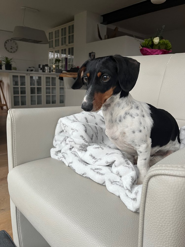 Hundetreffen-Gassi Runde oder Spieltreff-Profilbild