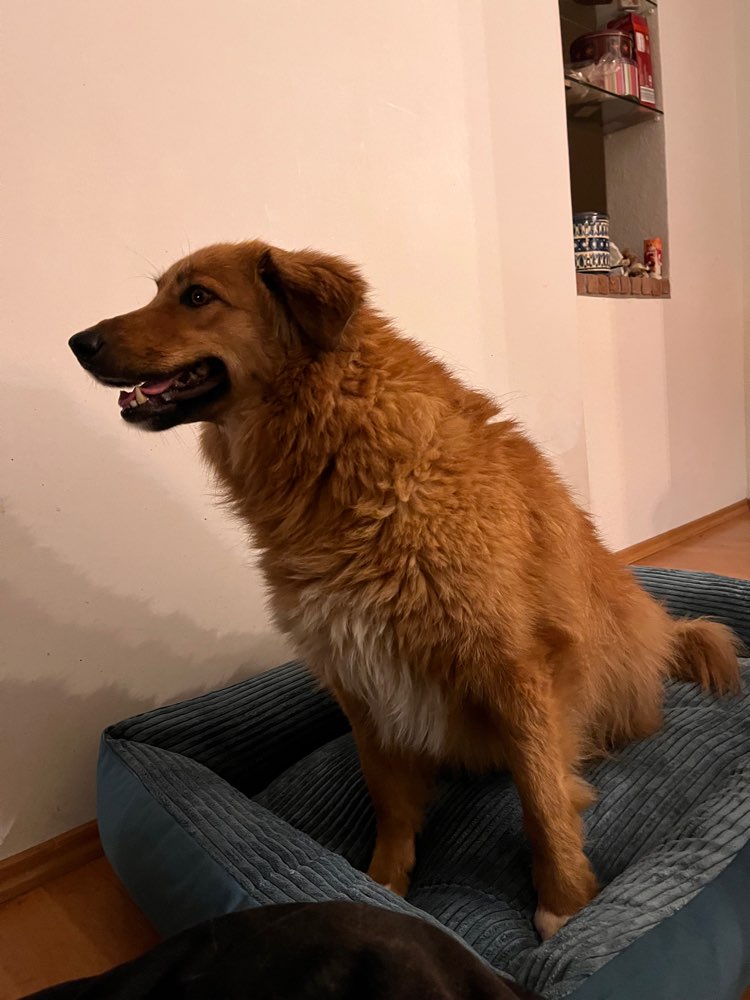 Suchmeldung-Nika-Profilbild