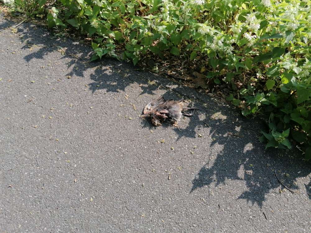 Giftköder-Tierkadaver-Profilbild