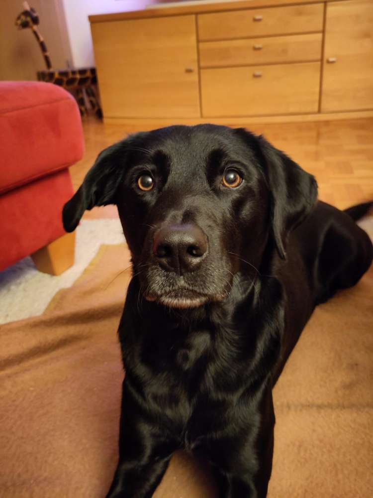 Hundetreffen-Gassirunde-Profilbild