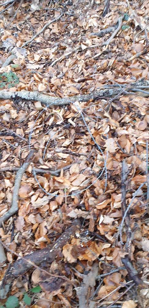 Giftköder-Stacheldraht-Profilbild