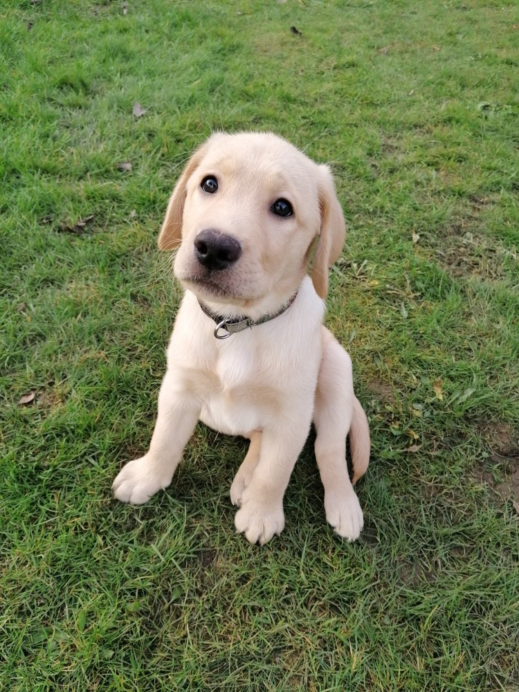 Hundetreffen-Welpen treffen zum Spielen und Austoben-Profilbild