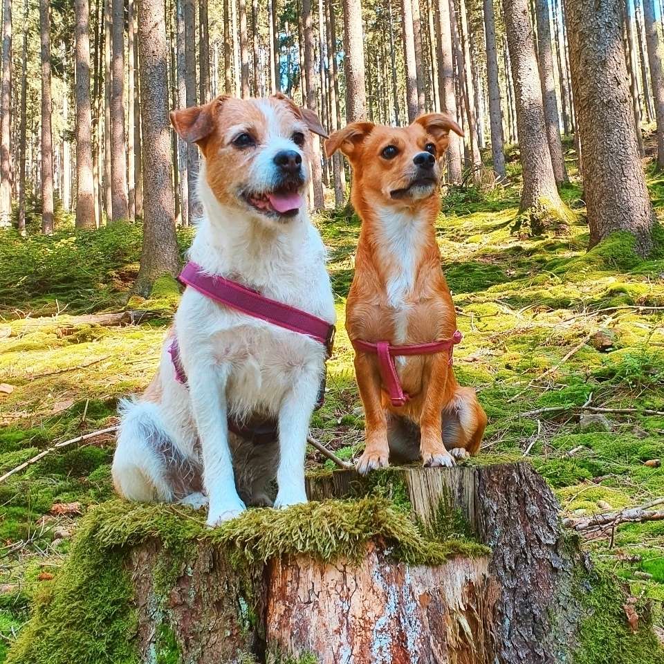 Hundetreffen-Spiel oder Gassi- Treff für Winnie und Maya 🐶🐾🌷-Profilbild