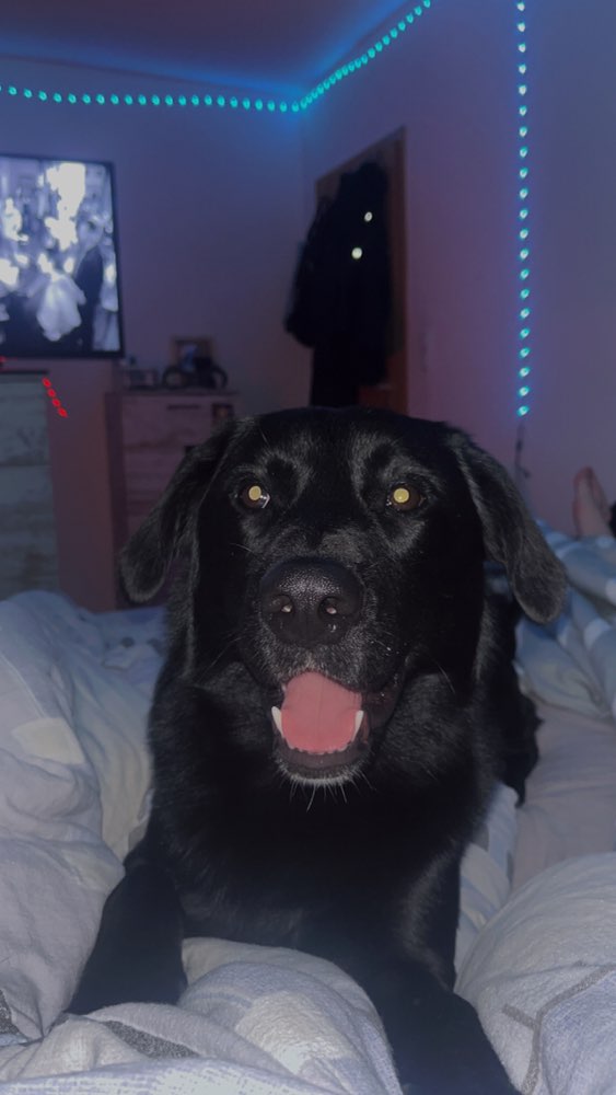 Hundetreffen-Hunde treffen in Sundhagen-Profilbild