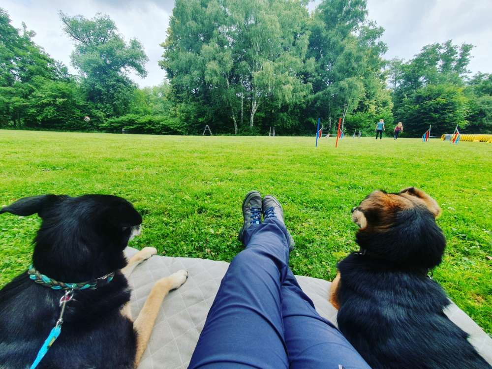 Hundetreffen-Entspannte Hunderunde 🐕🐾-Profilbild